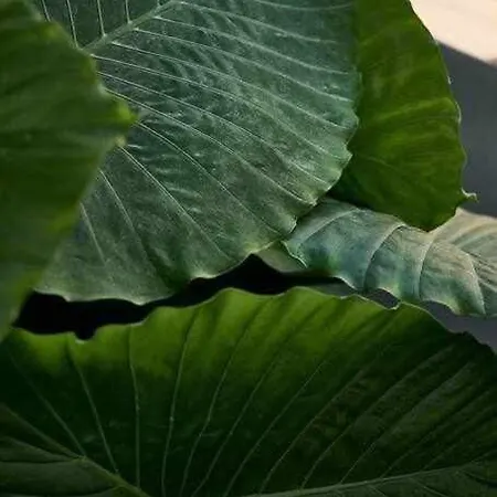 Villa Soulhouse Marbella, Exclusiva Galardonada *